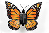Solar Butterfly, Red