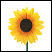 Spinning Sunflower