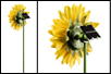 Spinning Sunflower