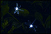 dragonfly light string