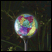 Murano Globe - Terra 8 pack