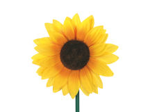 New Wholesale Solar Products