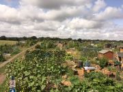 Lynns new allotment allotment5