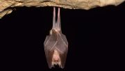 bat cave